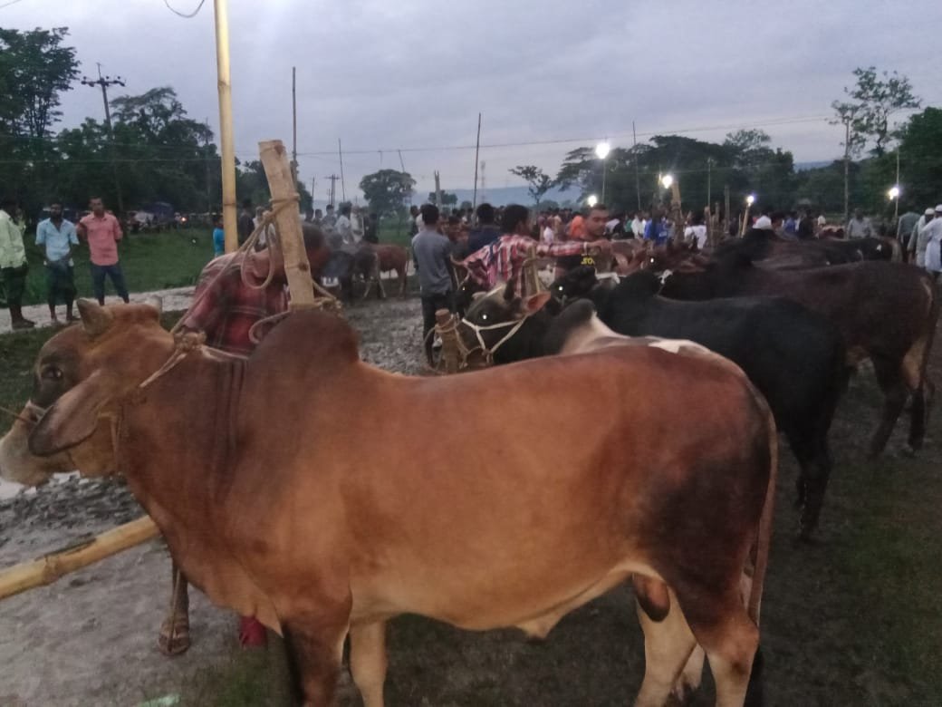 দোয়ারাবাজারে জমে উঠেছে কুরবানির গরুর বাজার,পশুর দাম নিয়ে ক্রেতা-বিক্রেতাদের ভিন্ন সুর