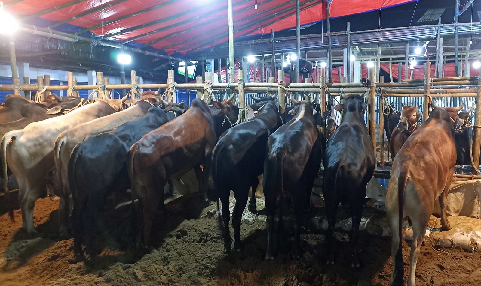 কোরবানীর গরুর চড়া দামে নাজেহাল ক্রেতারা