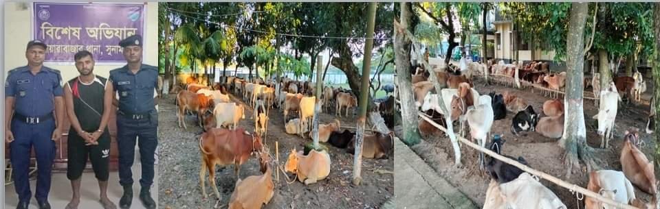 দোয়ারাবাজারে পুলিশের অভিযানে ৭১ টি ভারতীয় গরু উদ্ধার,আটক ১