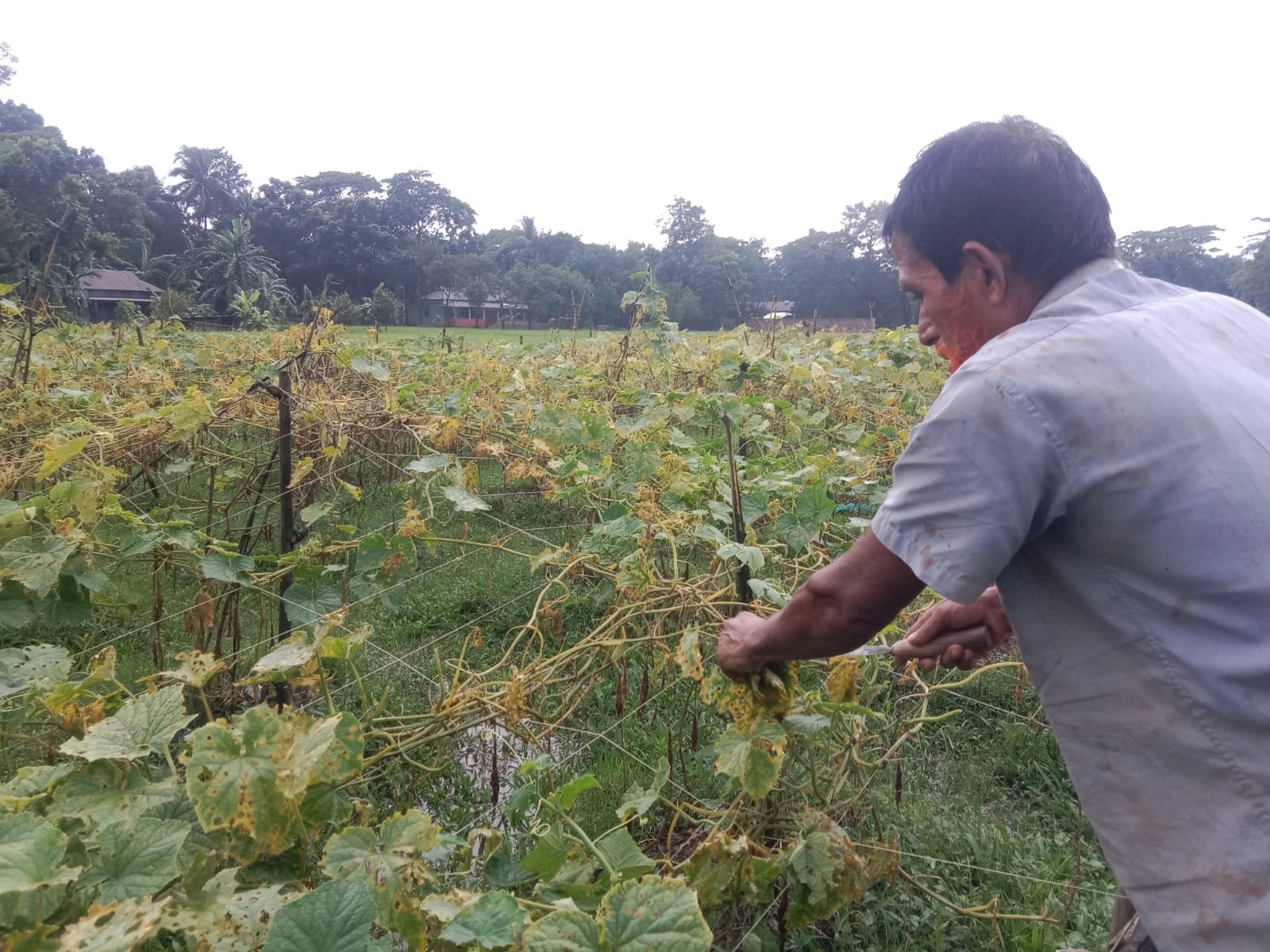 দোয়ারাবাজারে টানা বর্ষণে ফসলের ব্যাপক ক্ষতির আশঙ্কা