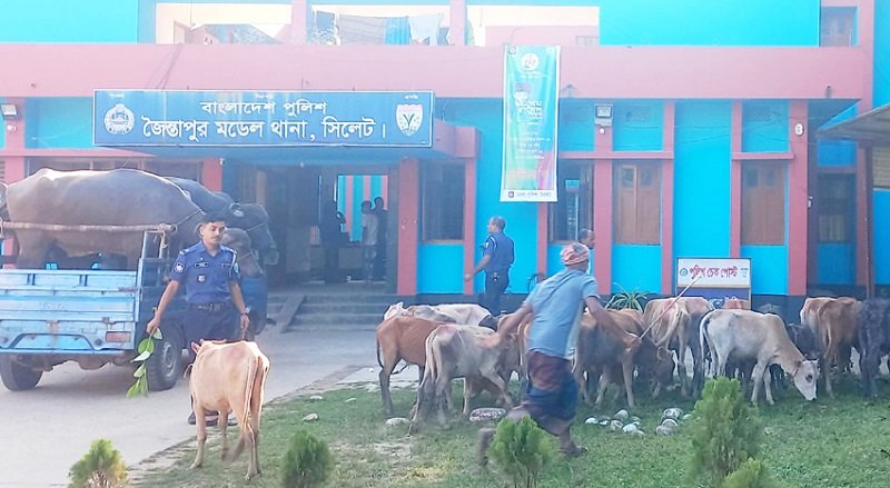 জৈন্তাপুরে ভারত থেকে আসা ২৫টি গরু-মহিষ জব্দ করলো পুলিশ