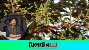 বসন্তের হিমেল হাওয়ায় আম মুকুলের পাগল করা ঘ্রাণ 