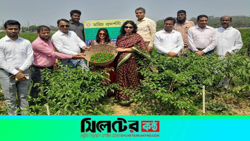 গোয়াইনঘাটে নাগামরিচের বাগান পরিদর্শনে যুগ্ম সচিব