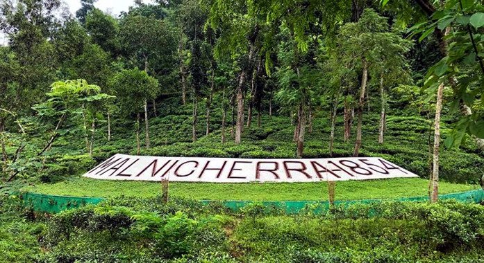 বহুমুখী সংকটে সিলেটের চা শিল্প