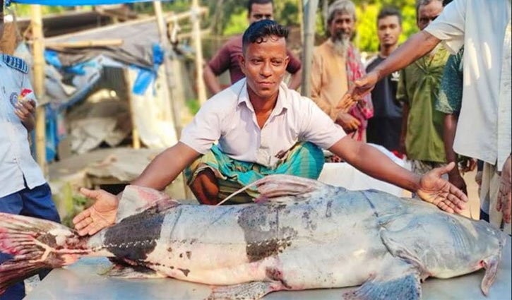 যমুনায় ধরা পড়লো ৩৯ কেজির বাঘাইড়, ৪৩ হাজারে বিক্রি