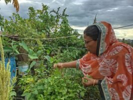 নুরজাহান পারভীন চৌধুরীর ভালোবাসার একটুকরো সবুজ ছাদবাগান
