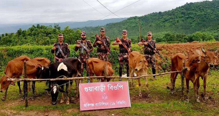 সিলেটে বিপুল পরিমাণ গরু ও মহিষ আটক