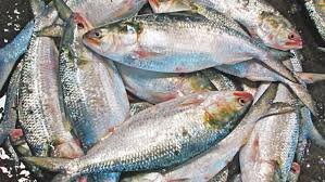 ৪ অক্টোবর থেকে ইলিশ ধরা নিষিদ্ধ