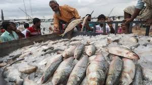 ইলিশ ধরায় ২২ দিনের নিষেধাজ্ঞা শুরু