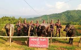 সিলেটে ১৬ লাখ টাকার ভারতীয় গরু-মহিষ আটক