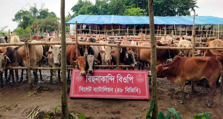 সিলেটে ভারতীয় গরু ও মহিষের বড় চালান আটক