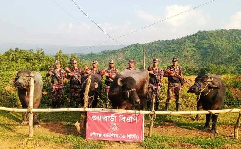 জৈন্তাপুরে ১৬ লক্ষ টাকার ভা*রতীয় গরু-মহিষ জ*ব্দ