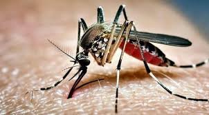 ডেঙ্গুতে আরও ৬ জনের প্রাণহানি