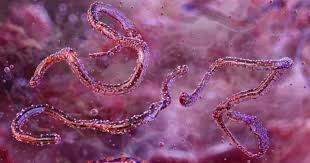 আফ্রিকায় চোখ রাঙাচ্ছে নতুন প্রাণঘাতী ছোঁয়াচে ভাইরাস