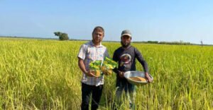 গোয়াইনঘাট কৃষকদের উদ্বুদ্ধ করতে রিলে পদ্ধতিতে সরিষা চাষ