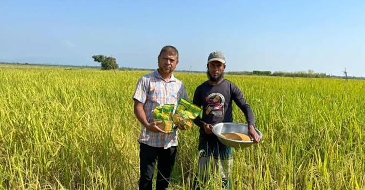 গোয়াইনঘাট কৃষকদের উদ্বুদ্ধ করতে রিলে পদ্ধতিতে সরিষা চাষ