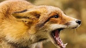 শ্রীমঙ্গলে শিয়ালের কামড়ে ১৬ জন আহত