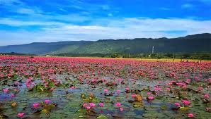 বাংলার সৌন্দর্য হাইল হাওরে লাল শাপলার রাজ্য