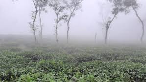 টানা ৪ দিন ধরে দেশের সর্বনিম্ন তাপমাত্রা শ্রীমঙ্গলে