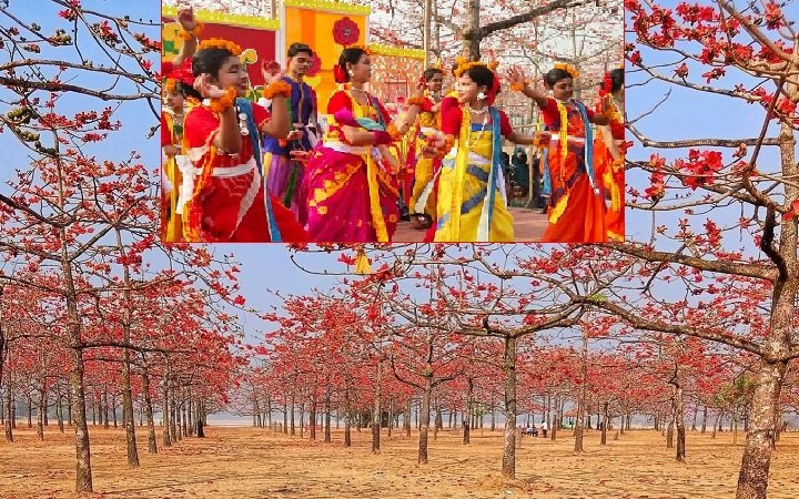 তাহিরপুর শিমুলবাগানে বসন্ত উৎসব, লাল ফুলে মুগ্ধ দর্শনার্থীরা