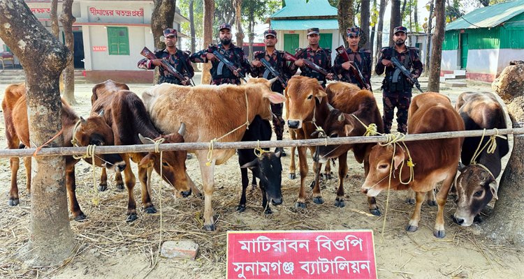 সুনামগঞ্জে সীমান্তে ১৪টি ভারতীয় গরু আটক