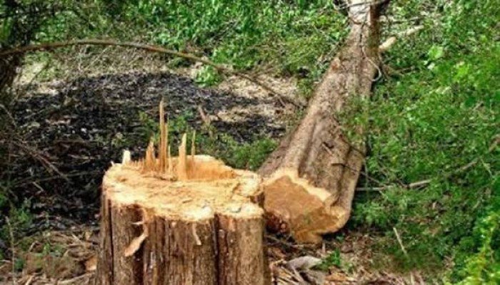 তাহিরপুরে টিলার গাছ কাটার ঘটনায় ১৬ জনের বিরুদ্ধে মামলা