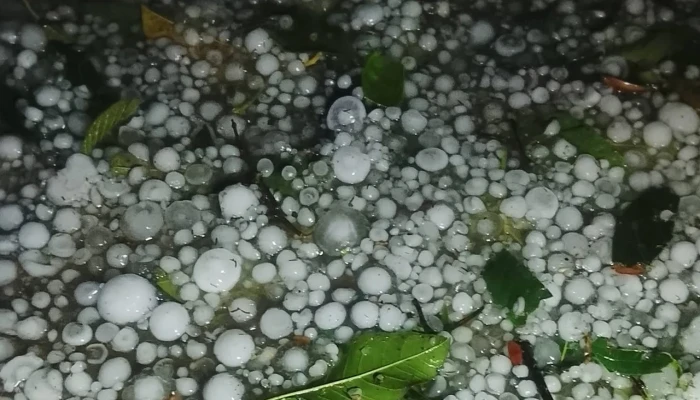 শিলাবৃষ্টিতে আতঙ্কিত সুনামগঞ্জ হাওরের কৃষক