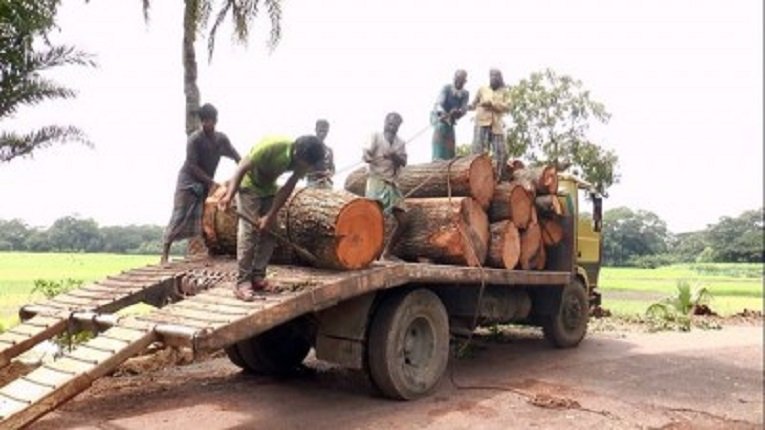 সুনামগঞ্জে ‘পানির দরে’ গাছ বিক্রি, রাজস্ব ক্ষতির আশঙ্কা