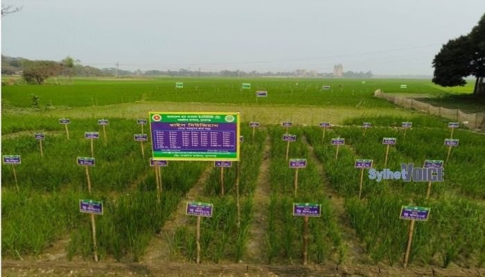 সুনামগঞ্জের এক জমিতেই ৫১ জাতের ধান চাষ