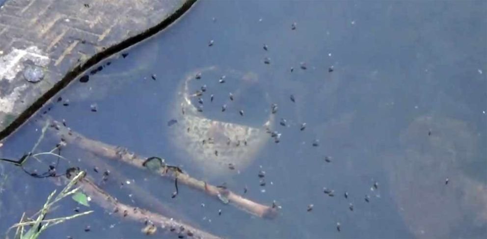 মশার দাপটে দিশেহারা সিলেটবাসী