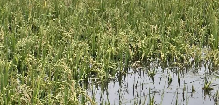 শাল্লায় শ্রমিক সংকট : পাকা ধান ঘরে তোলা নিয়ে দুশ্চিন্তায় কৃষক