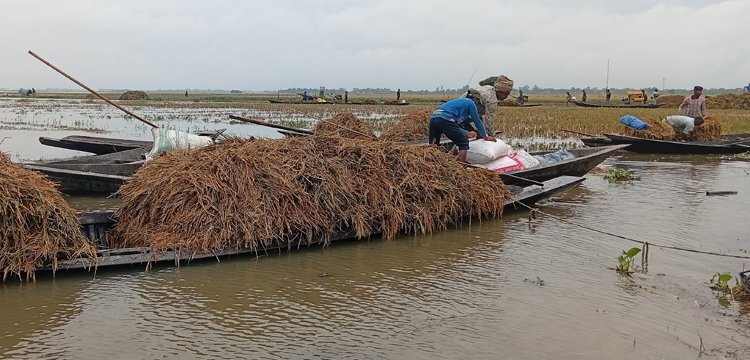 আজমিরীগঞ্জে পাকা ধান তলিয়ে গেছে পানিতে, দুশ্চিন্তায় কৃষক