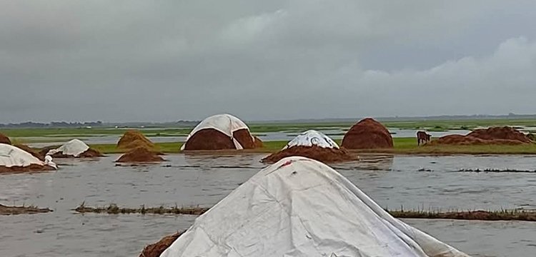সুনামগঞ্জে খলায় নষ্ট হচ্ছে কৃষকের হাজার হাজার মণ ধান