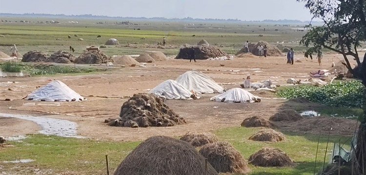 আবহাওয়া পরিবর্তন : হাওরে ফিরছে আশার আলো