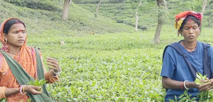 ভবিষ্যৎ তহবিলে শতকোটি টাকার বকেয়া, মৌলভীবাজারে অনিশ্চয়তায় চা-শ্রমিক পরিবার