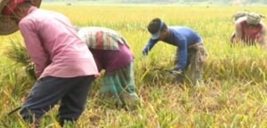 সুনামগঞ্জে আগাম বন্যার শঙ্কা, দ্রুত ধান কাটার আহ্বান পাউবোর