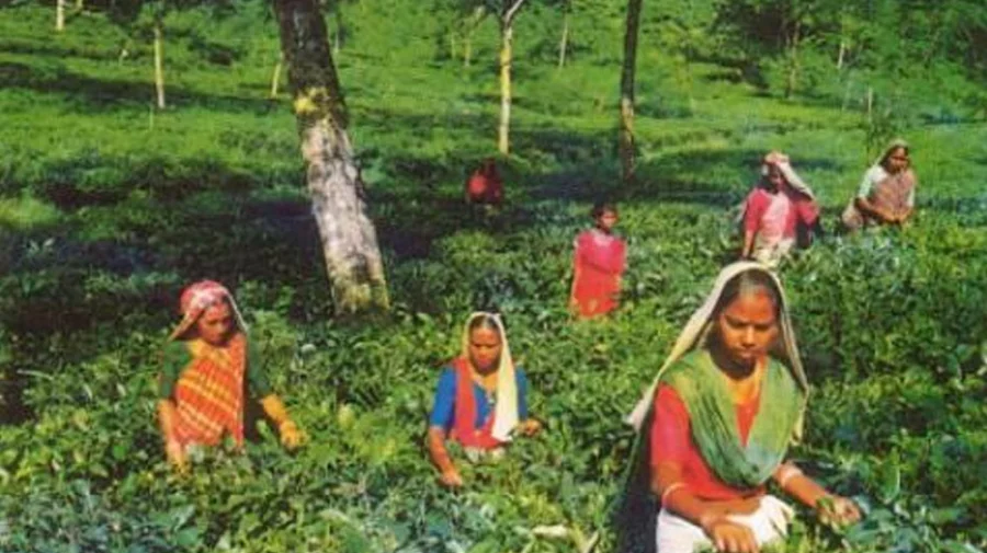 মাধবপুরে বেতন-রেশন বন্ধ, ধর্মঘটে চা শ্রমিকরা