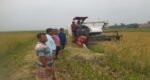 সুনামগঞ্জের হাওরে শুরু হয়েছে ধান কাটা
