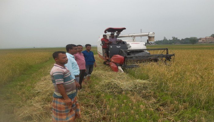 সুনামগঞ্জের হাওরে শুরু হয়েছে ধান কাটা