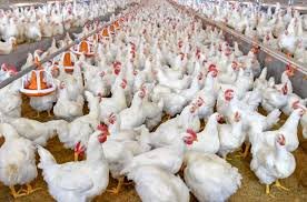 ১৪৫ টাকার মুরগি বাজারে ২২০ টাকা