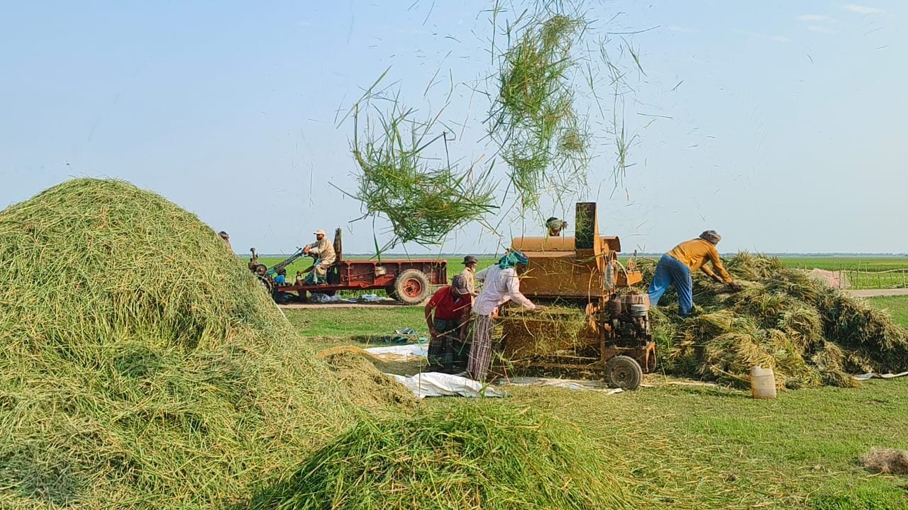 সুনামগঞ্জ হাওরে বোরো কাটার শুরু, বৃষ্টিতে কৃষকের দুশ্চিন্তা