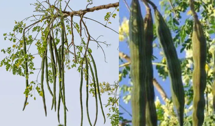 সজনে না কি লাজনা কিনছেন? গুরুত্বপূর্ণ পার্থক্যগুলো জেনে নিন