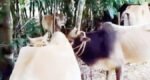 হবিগঞ্জ সীমান্তে ৬টি ভারতীয় গরু জ*ব্দ