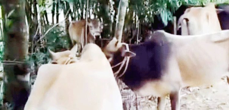 হবিগঞ্জ সীমান্তে ৬টি ভারতীয় গরু জ*ব্দ