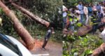 লাউয়াছড়ায় গাছ উপড়ে সড়ক বন্ধ, সাড়ে ৫ ঘণ্টা পর চলাচল স্বাভাবিক