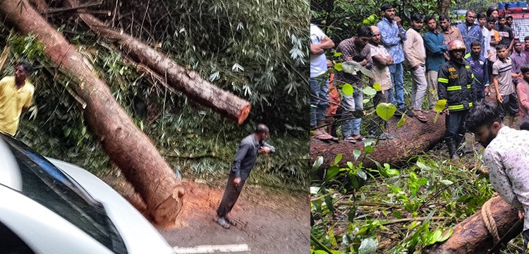 লাউয়াছড়ায় গাছ উপড়ে সড়ক বন্ধ, সাড়ে ৫ ঘণ্টা পর চলাচল স্বাভাবিক