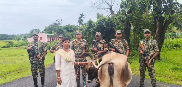 খোয়াই নদী থেকে বি‌জি‌বি ও বিএসএফের সহায়তায় ভারতীয় গাভী উদ্ধার