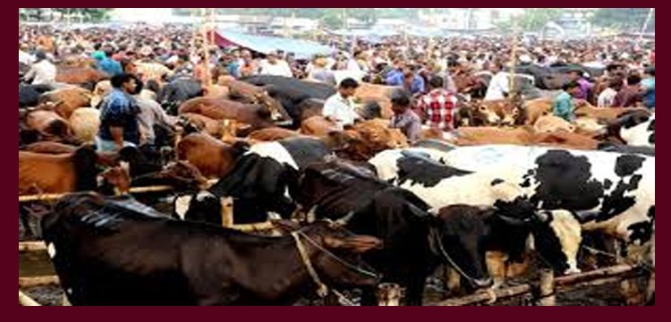 অবৈধ হাট নিয়ে শঙ্কা, এবার সিলেটে বসছে কোরবানির ৫ অস্থায়ী পশুর হাট