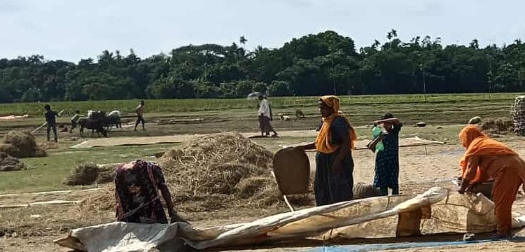 ধানের ন্যায্যমূল্য পাচ্ছে না কৃষক : হাওরপাড়ে কৃষকের দীর্ঘশ্বাস