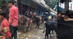 ছাতকে অবৈধ পশুর হাট, রাজস্ব হারাচ্ছে সরকার